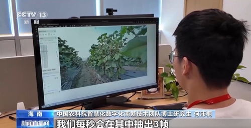 ai下田 种业上分 看ai训练师如何给棉花 刷脸打卡